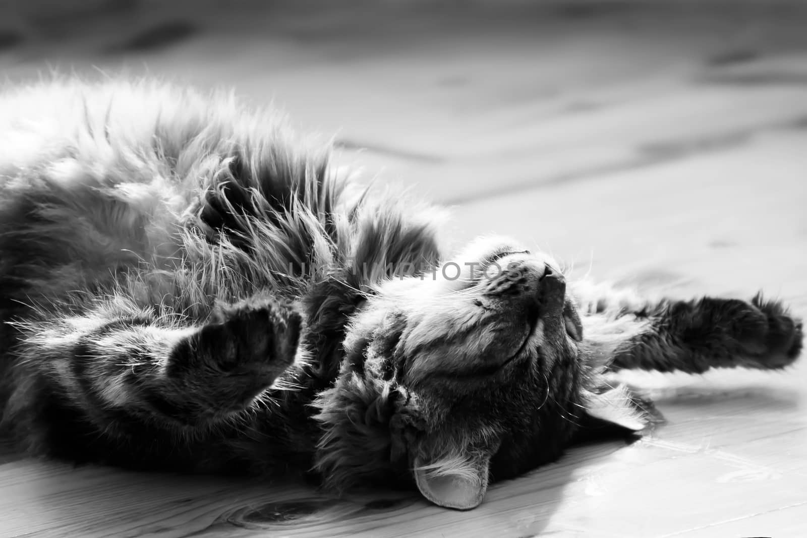 sleeping striped cat or kitten indoors. photo. black and white