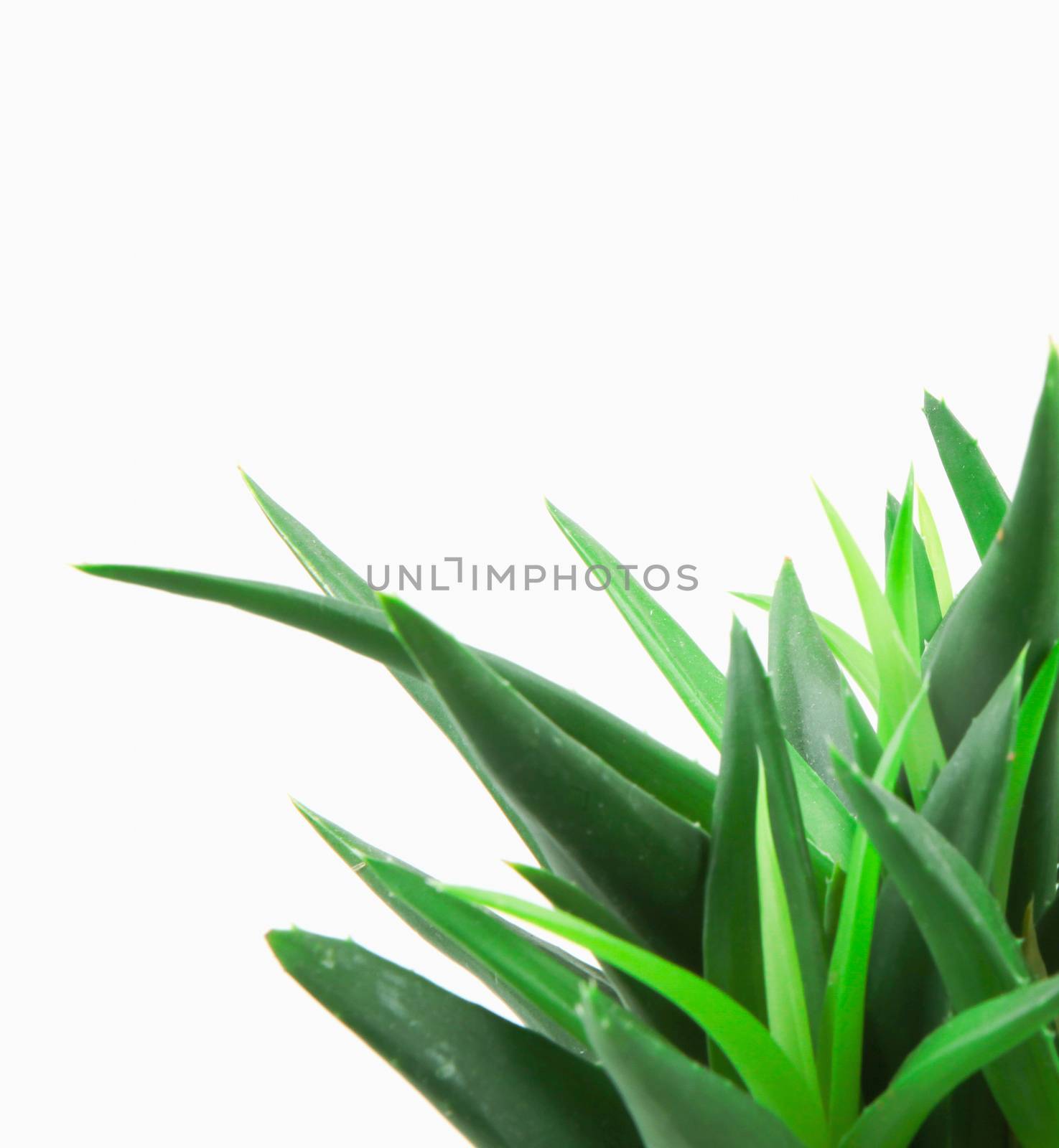 Aloe vera isolated on white background.