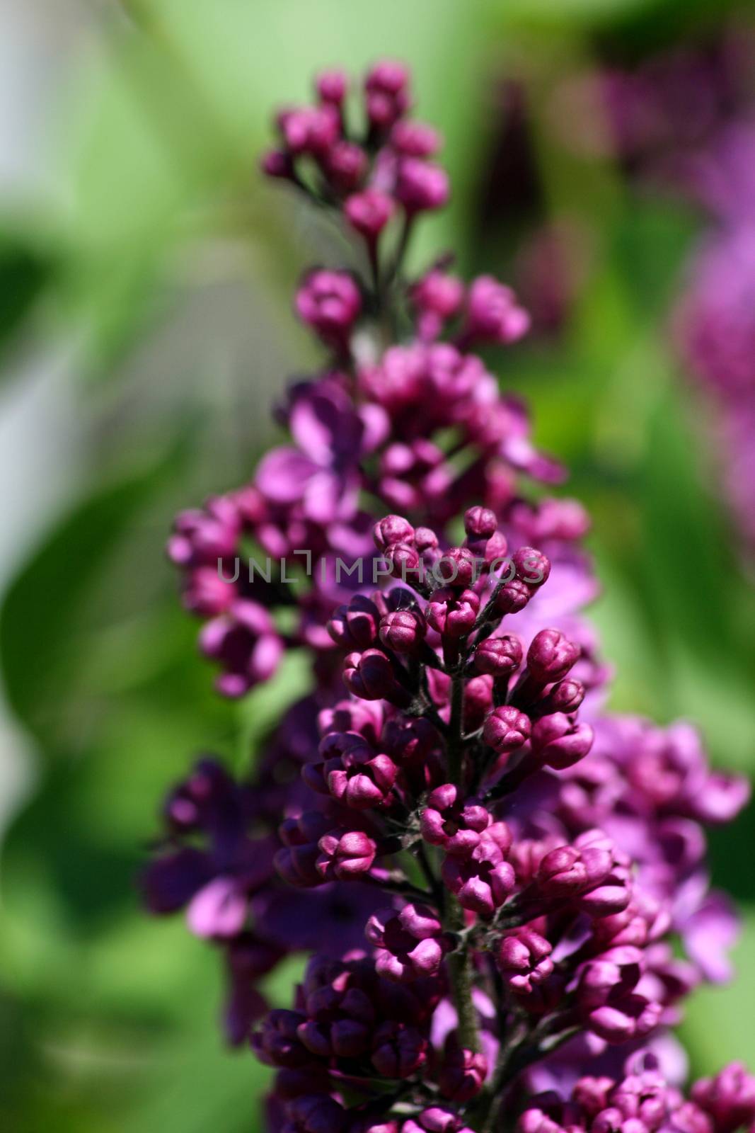 Close-up of a purple flowering lilac (Syringa)  Nahaufnahme von einem lila bl�henden Flieder (Syringa)