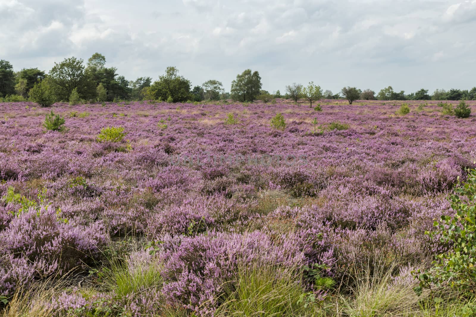 because of the rain, a beautiful purple heather field has blossomed on the Veluwe in the Netherlands