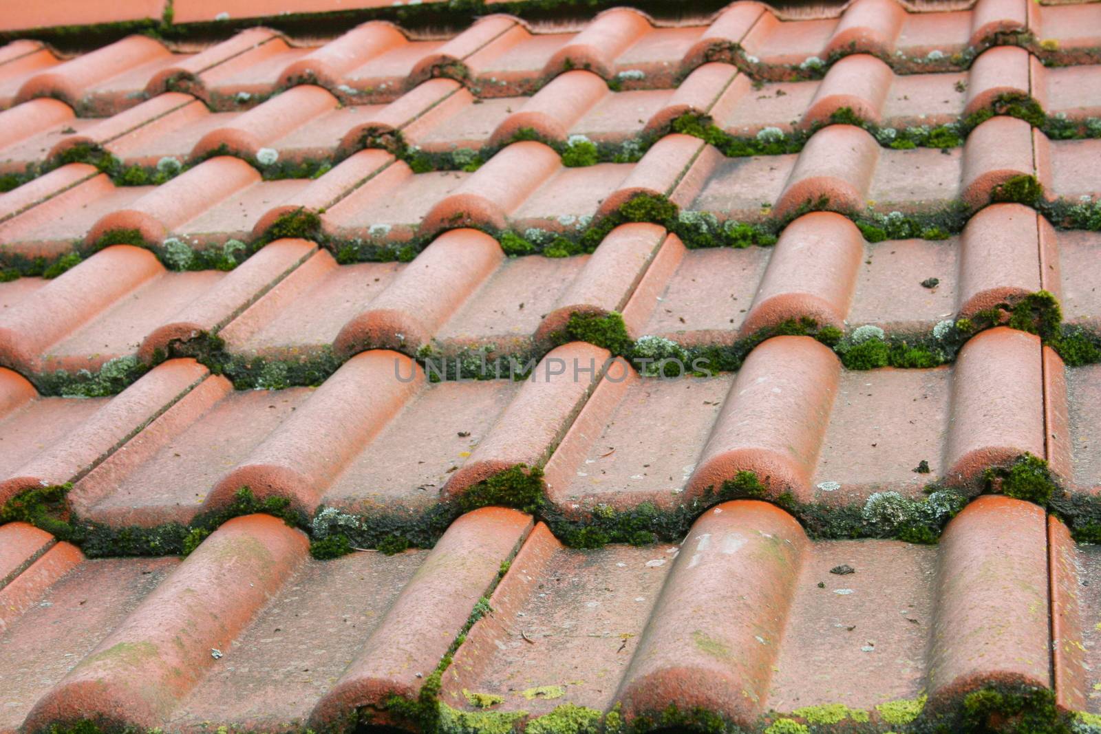 Tile roof covered with red tiles, overgrown with moss       Ziegeldach eingedeckt mit roten Dachziegel,mit Moos bewachsen