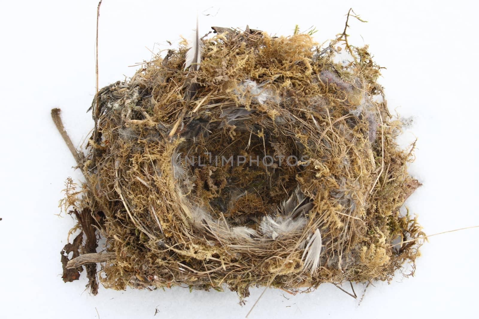 Bird's nest with feathers, moss and small twigs      Vogelnest mit Federn,Moos und kleinen �sten