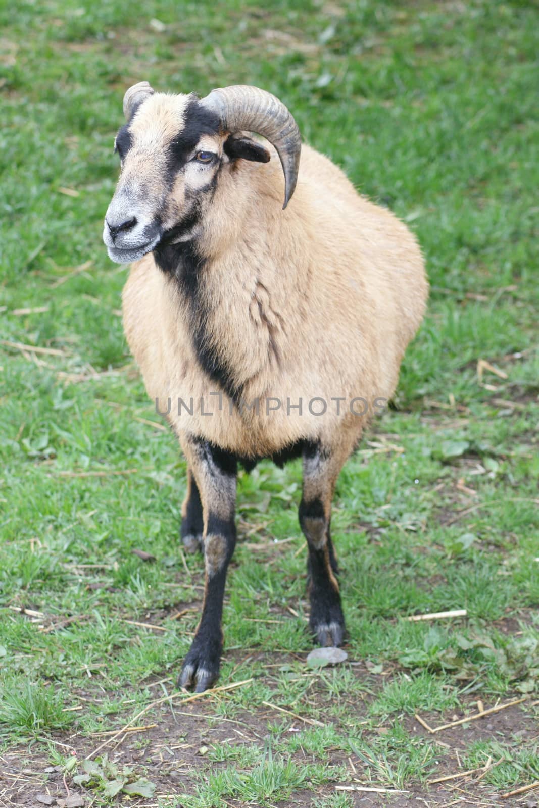 View of a female mouflon (wild sheep)  Ansicht eines Weiblichen Mufflon (Wildschaf)