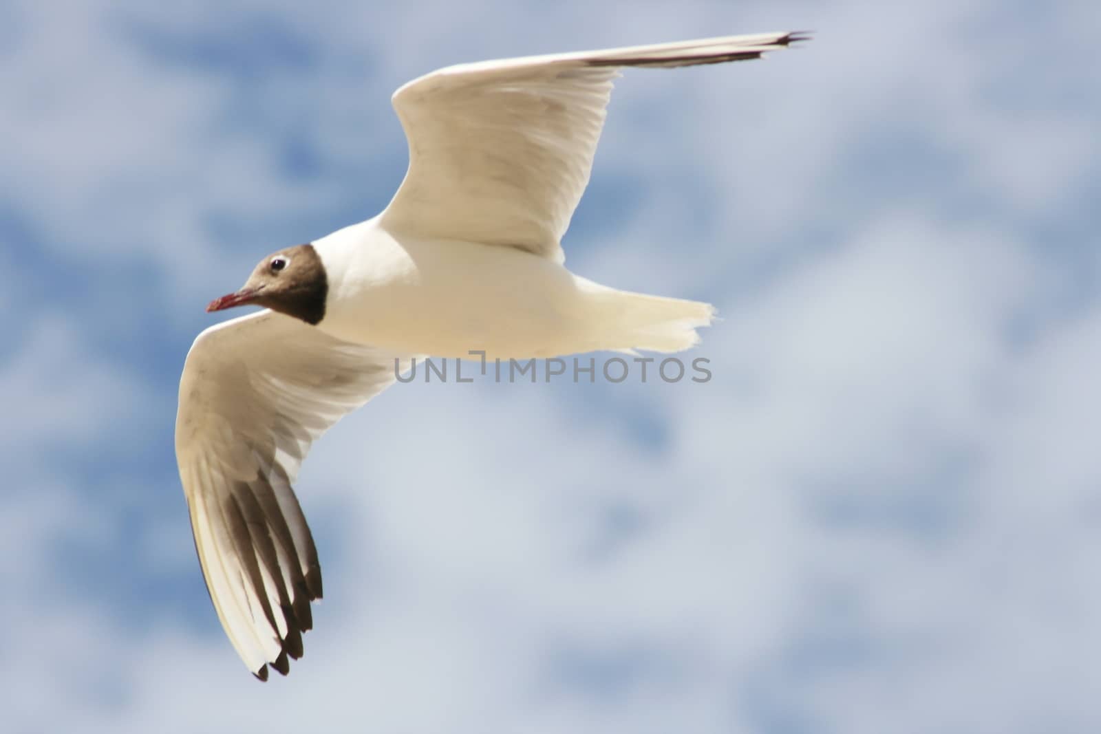 A Close-up of a flying black-headed gull  Eine Nahaufnahme einer fliegenden Lachm�we