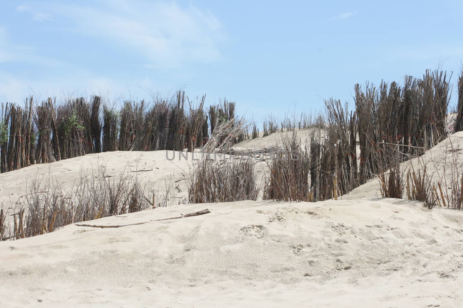 Dunes along the North Sea coast in Belgium  D�nenlandschaft an der Nordsee K�ste in Belgien