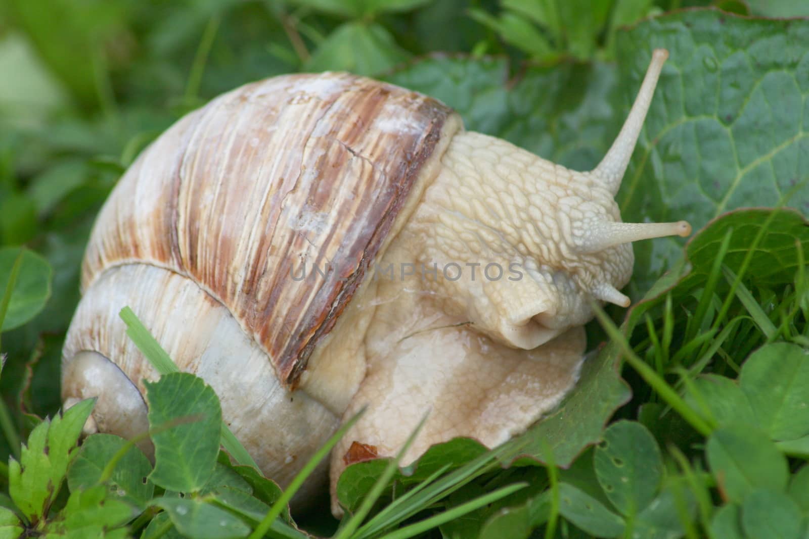 Close-up of a crawling snail (Helix pomatia)  Nahaufnahme einer kriechenden Weinbergschnecke,(Helix pomatia)