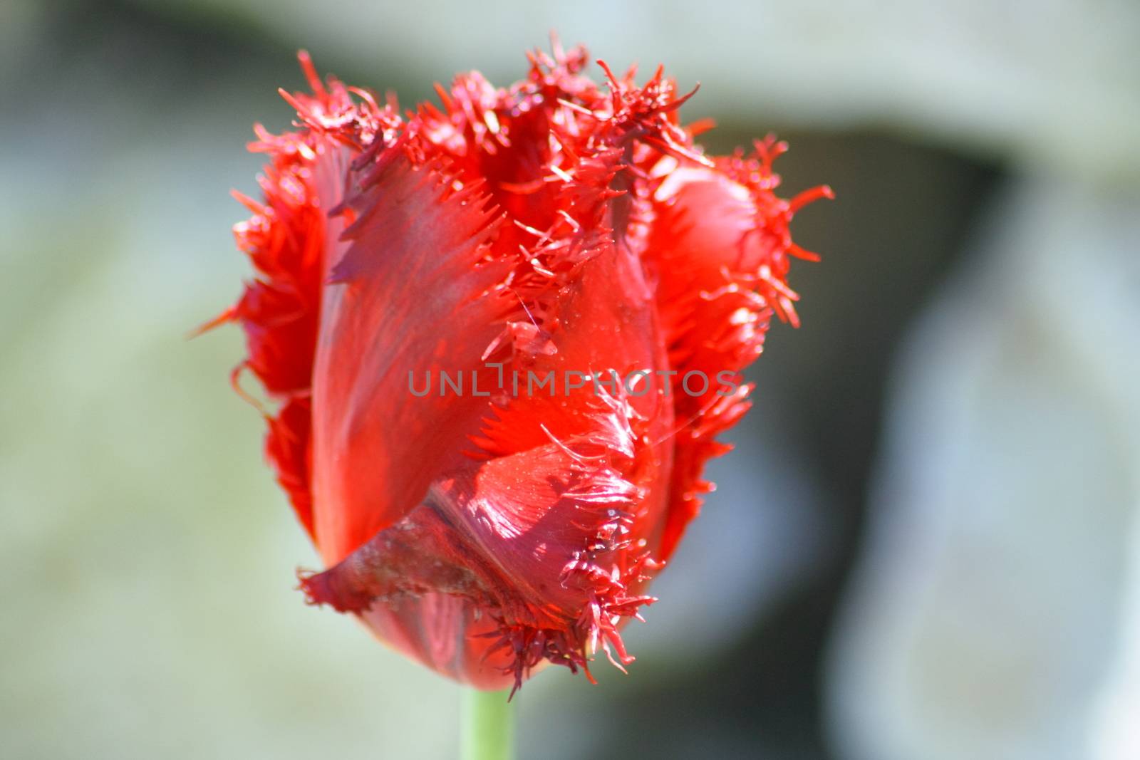 Close up of a red-flowering tulip  Nahaufnahme von einer rotbl�henden Tulpe