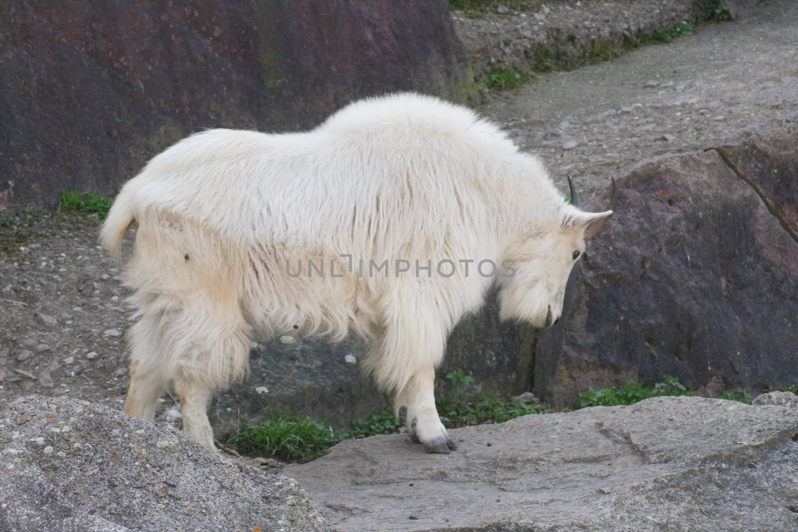 Side view of a female mountain goat    Seitenansicht von einer weiblichen Schneeziege