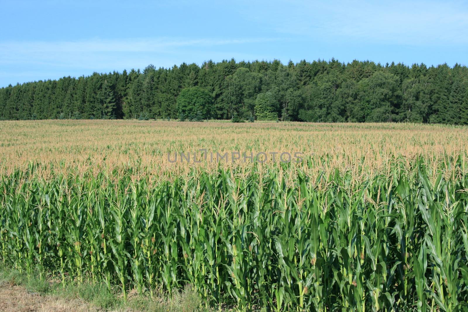 Harvest-able corn field, forest and blue sky in the background  erntereifes Maisfeld,mit Wald und blauem Himmel im Hintergrund
