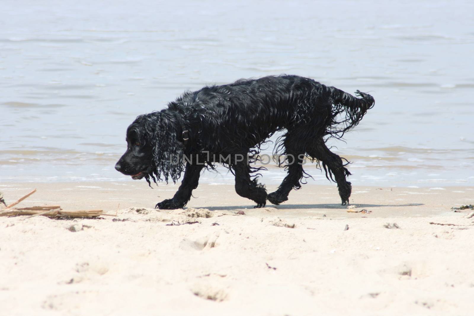 a black dog looking at in the surf  ein schwarzer Hund beim  suchen in der Meeresbrandung
