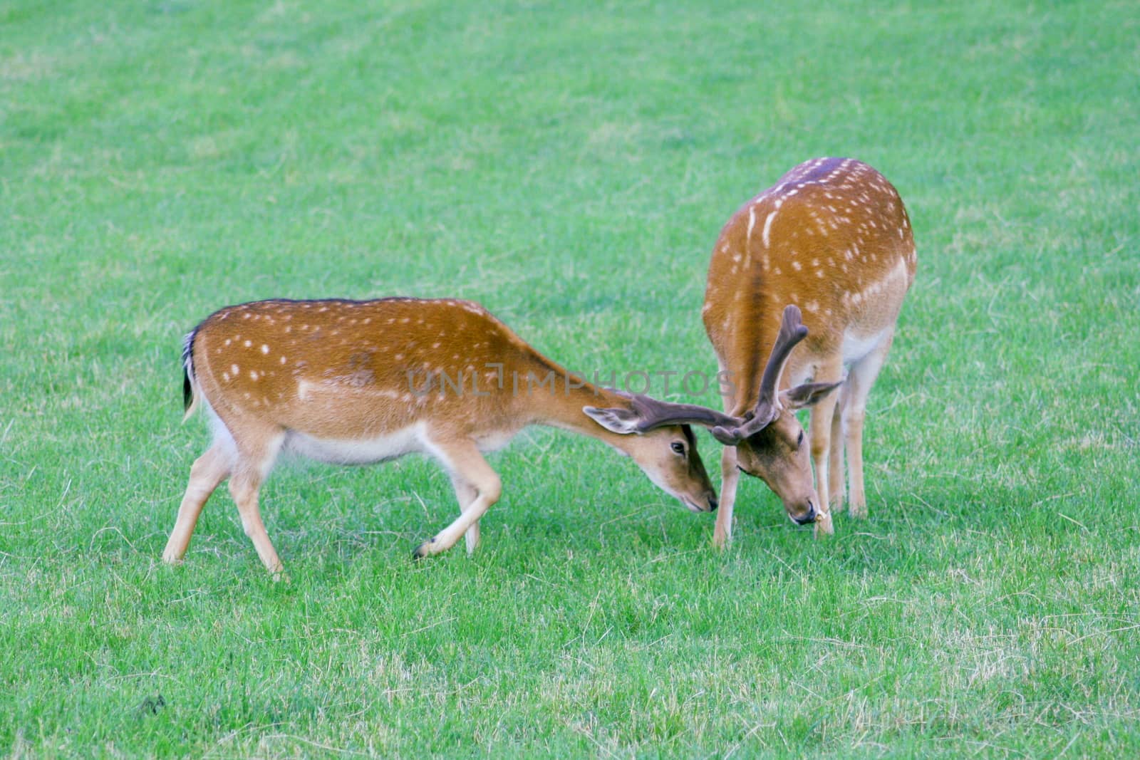 two deer on a green glade  zwei Damhirsche auf einer gr�nen Lichtung