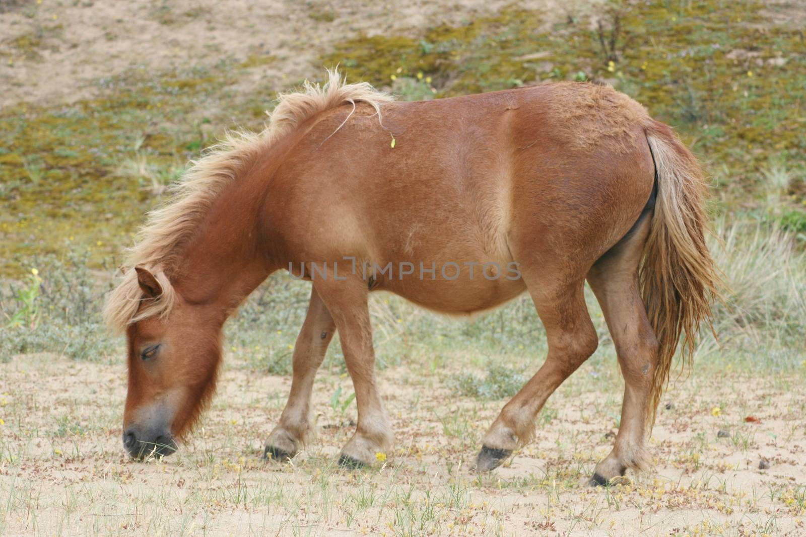 Brown Shetland pony grazing in a sand dune  Braunes Shetland Pony beim grasen in einer Sandd�ne