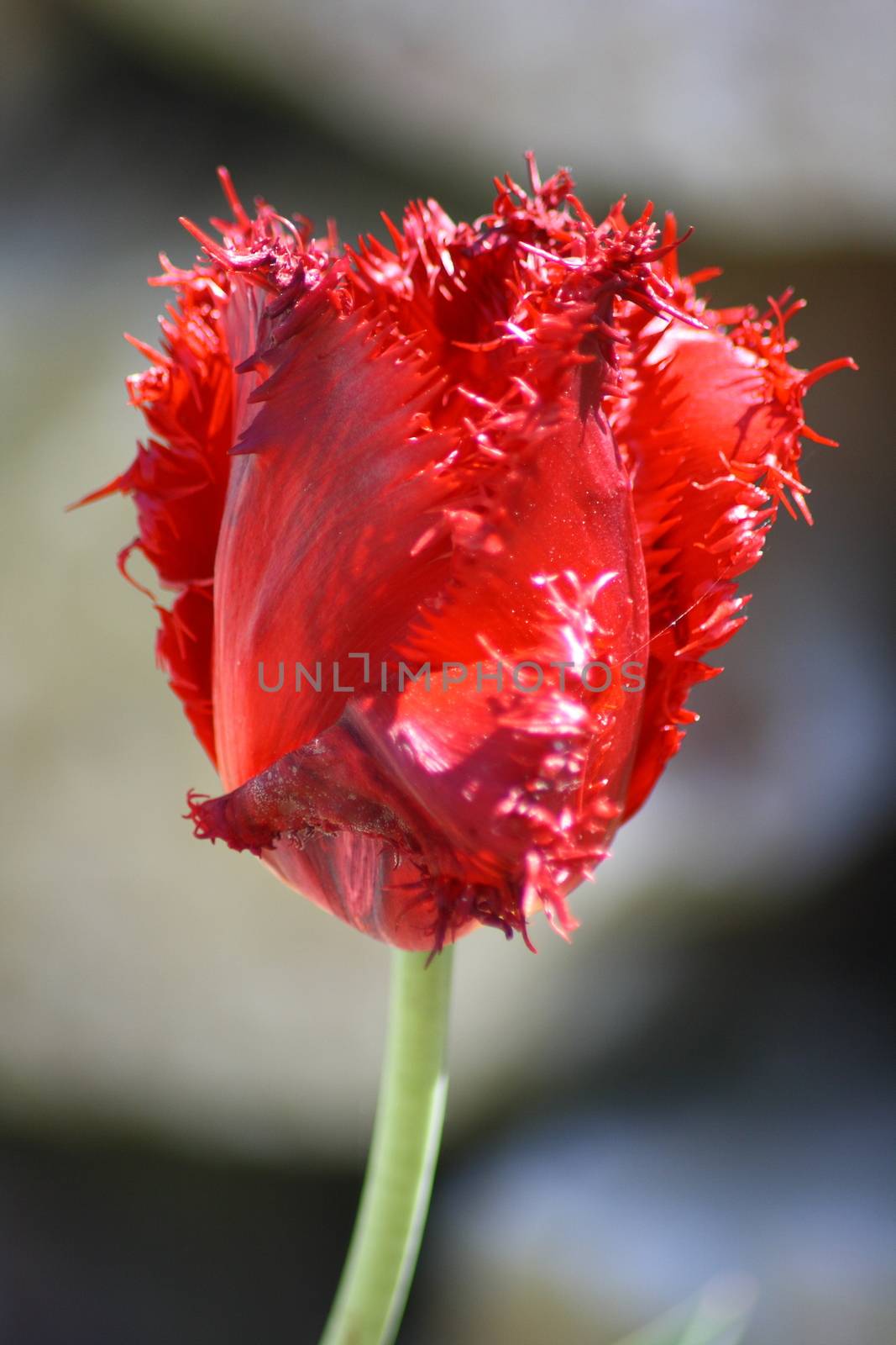 Close up of a red-flowering tulip  Nahaufnahme von einer rotbl�henden Tulpe