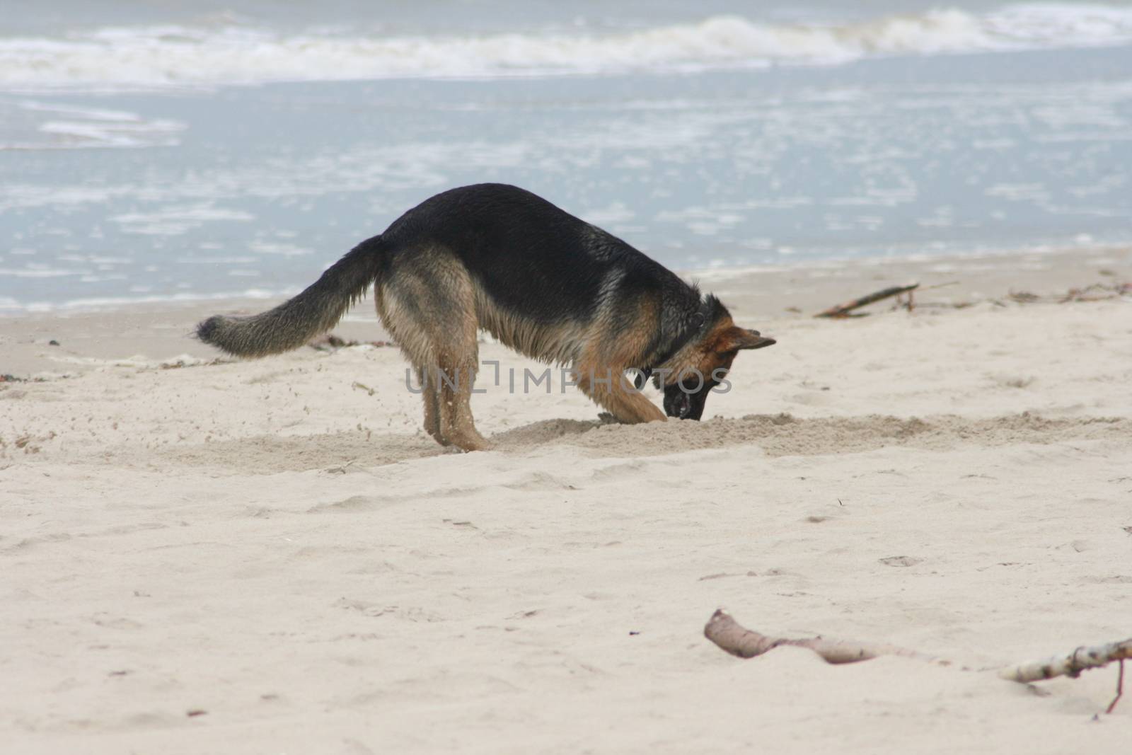 a German shepherd dog burrows on the beach  ein Deutscher Sch�ferhund gr�bt am Strand by hadot