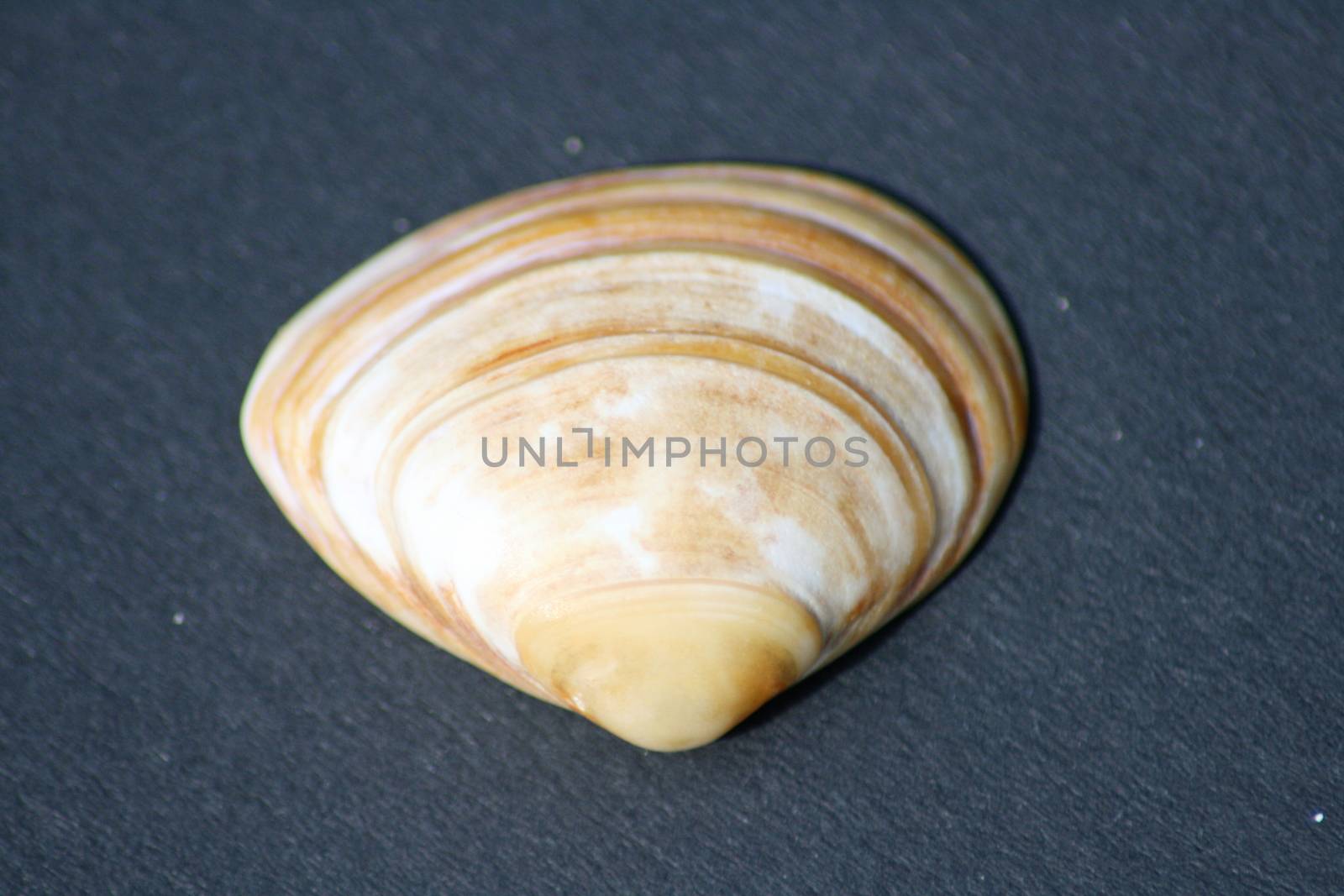 yellow and white striped mussel shell on a black background         gelb wei� gestreifte Muschelschale,auf schwarzem Hintergrund