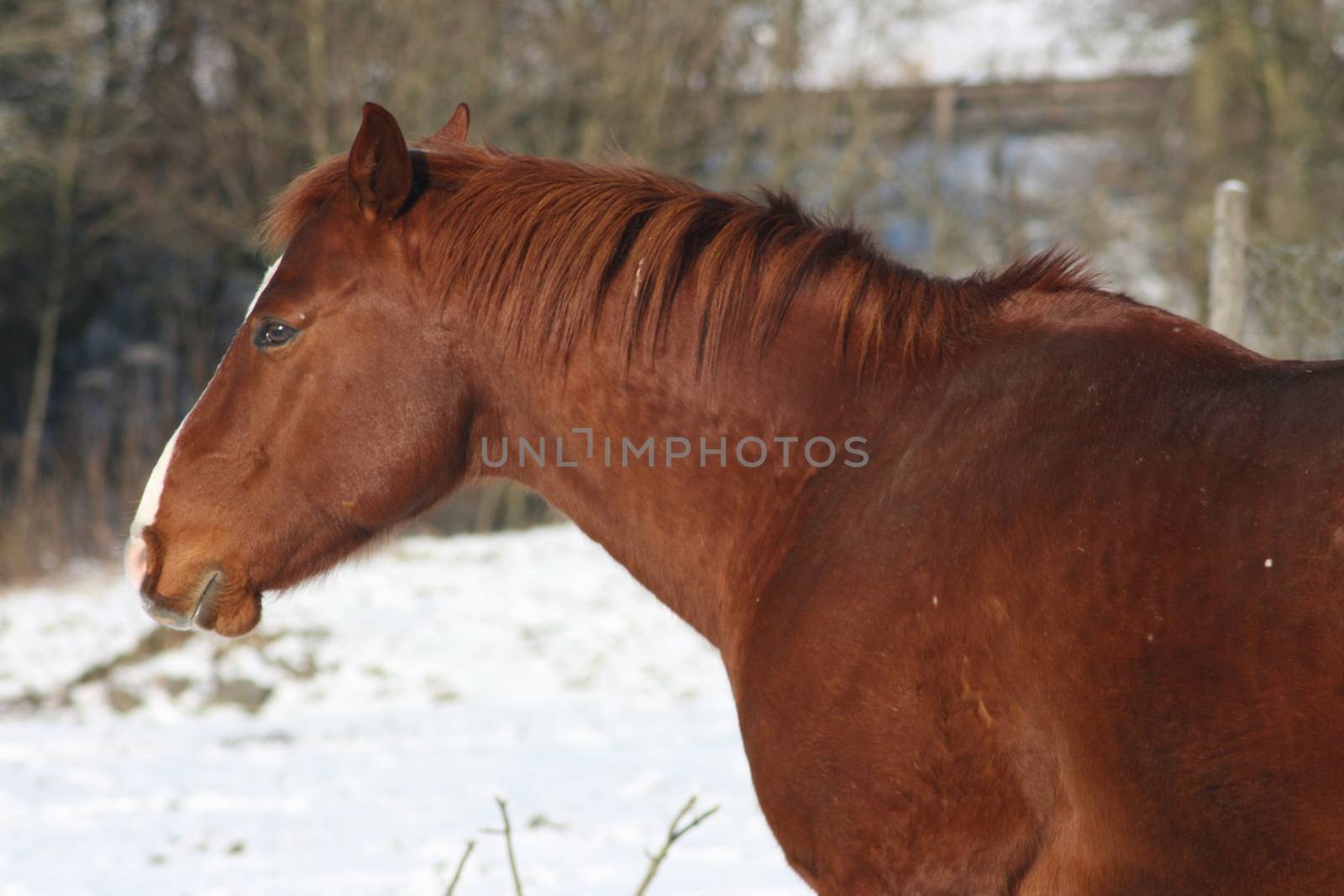 A brown horse in the snow  ein braunes Pferd im Schnee