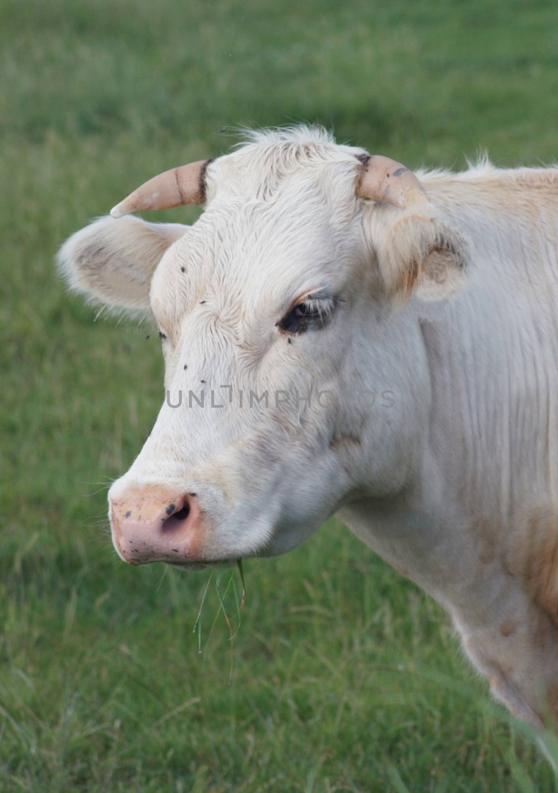 Portrait image of a white cow  Portr�tbild von einer wei�en Kuh
