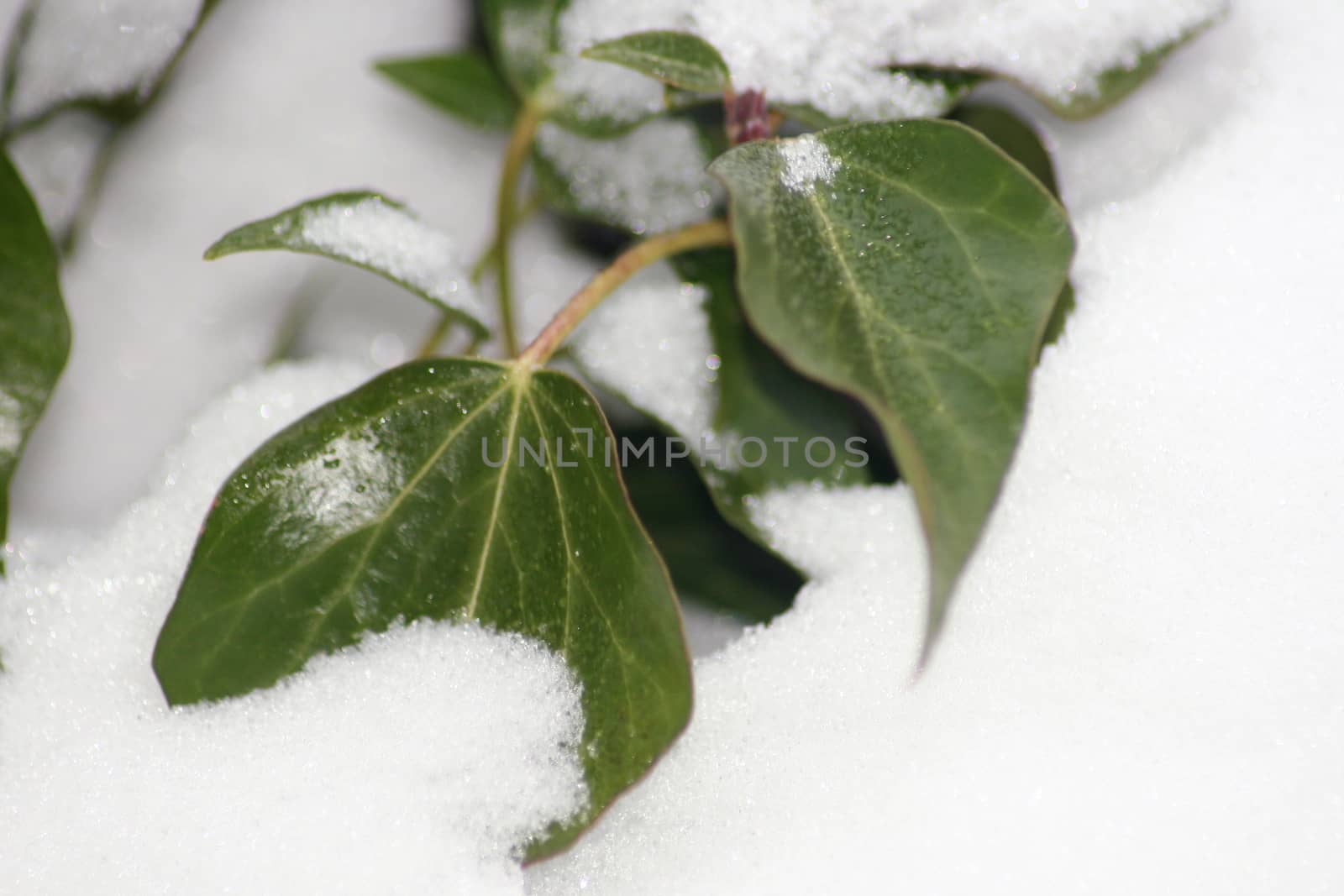 green ivy leaves some in the snow  gr�ne Efeubl�tter teilweise im Schnee by hadot