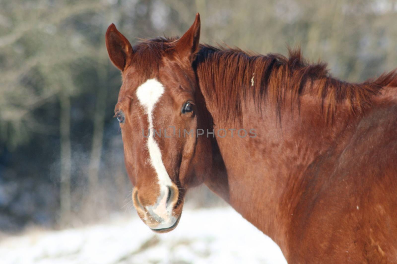 View details of a brown horse by hadot