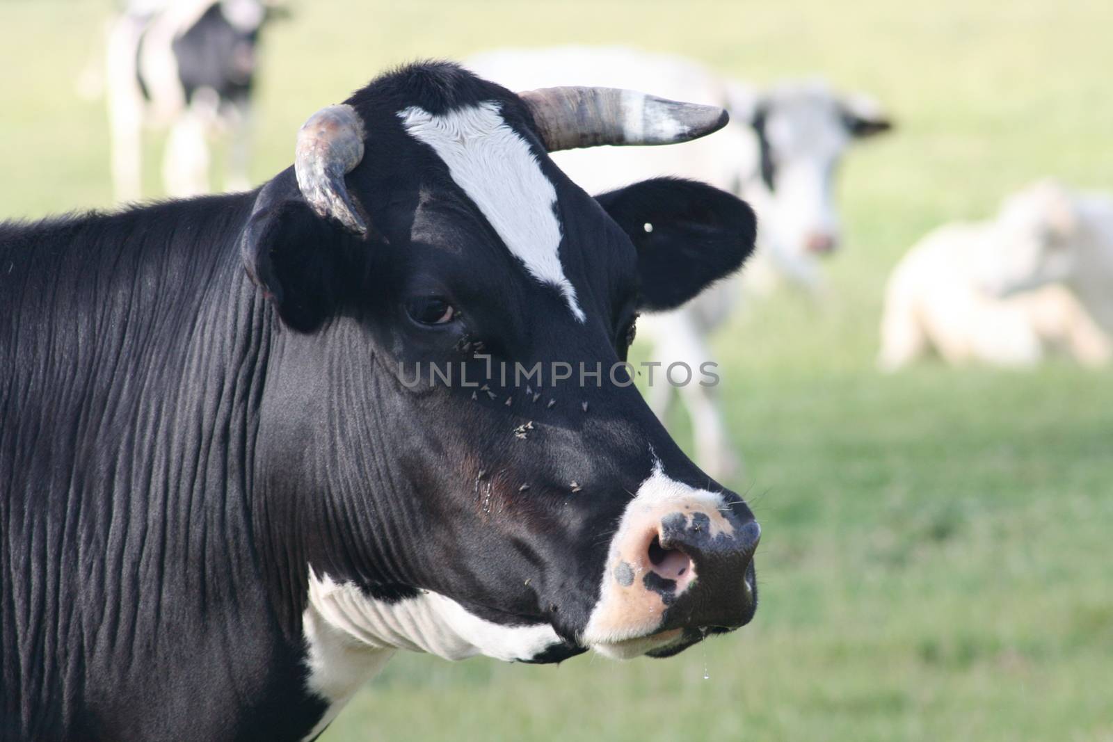 Portrait image of a black cow  Portr�tbild von einer schwarzen  Kuh