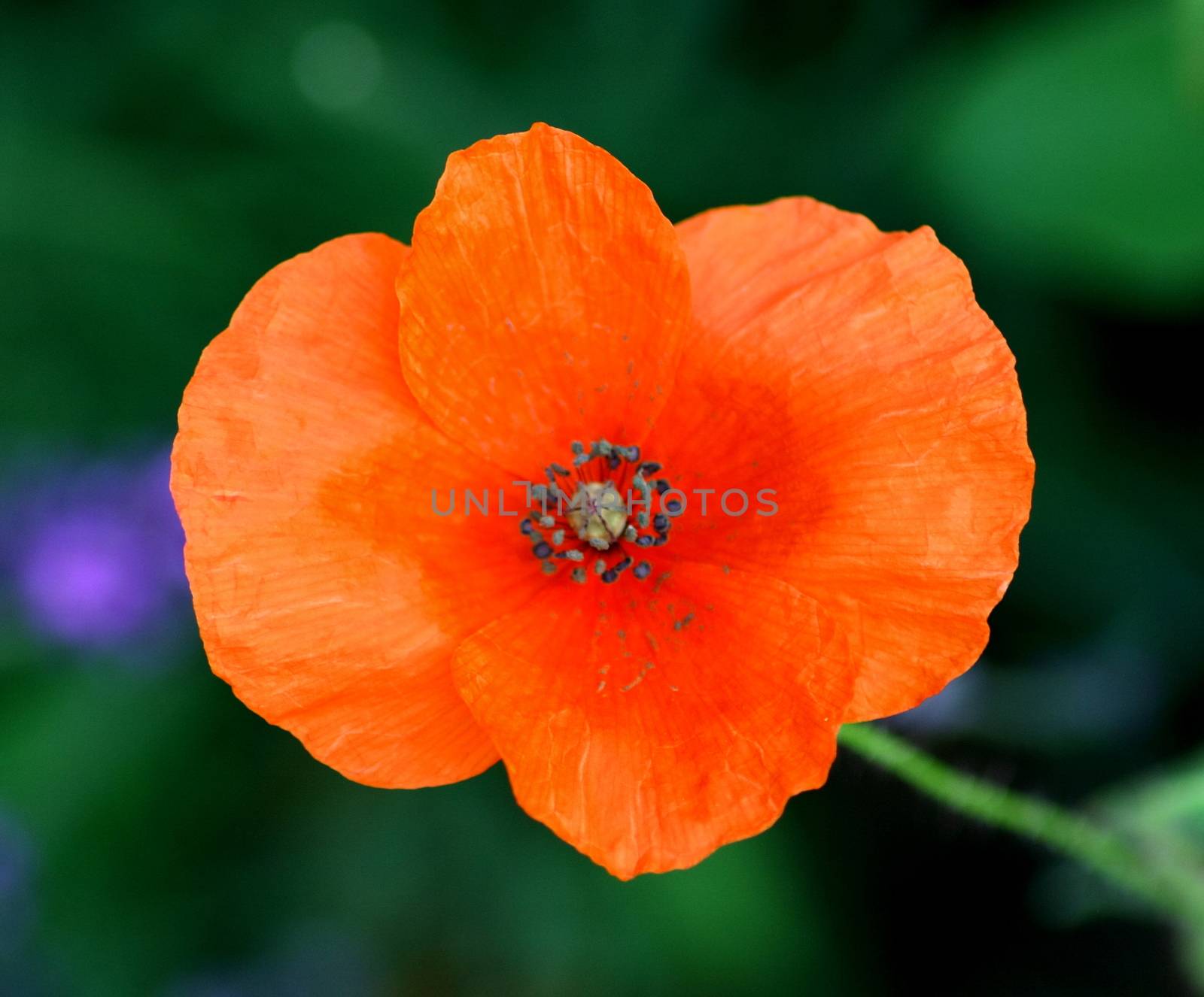 Close-up of an orange-flowered poppies