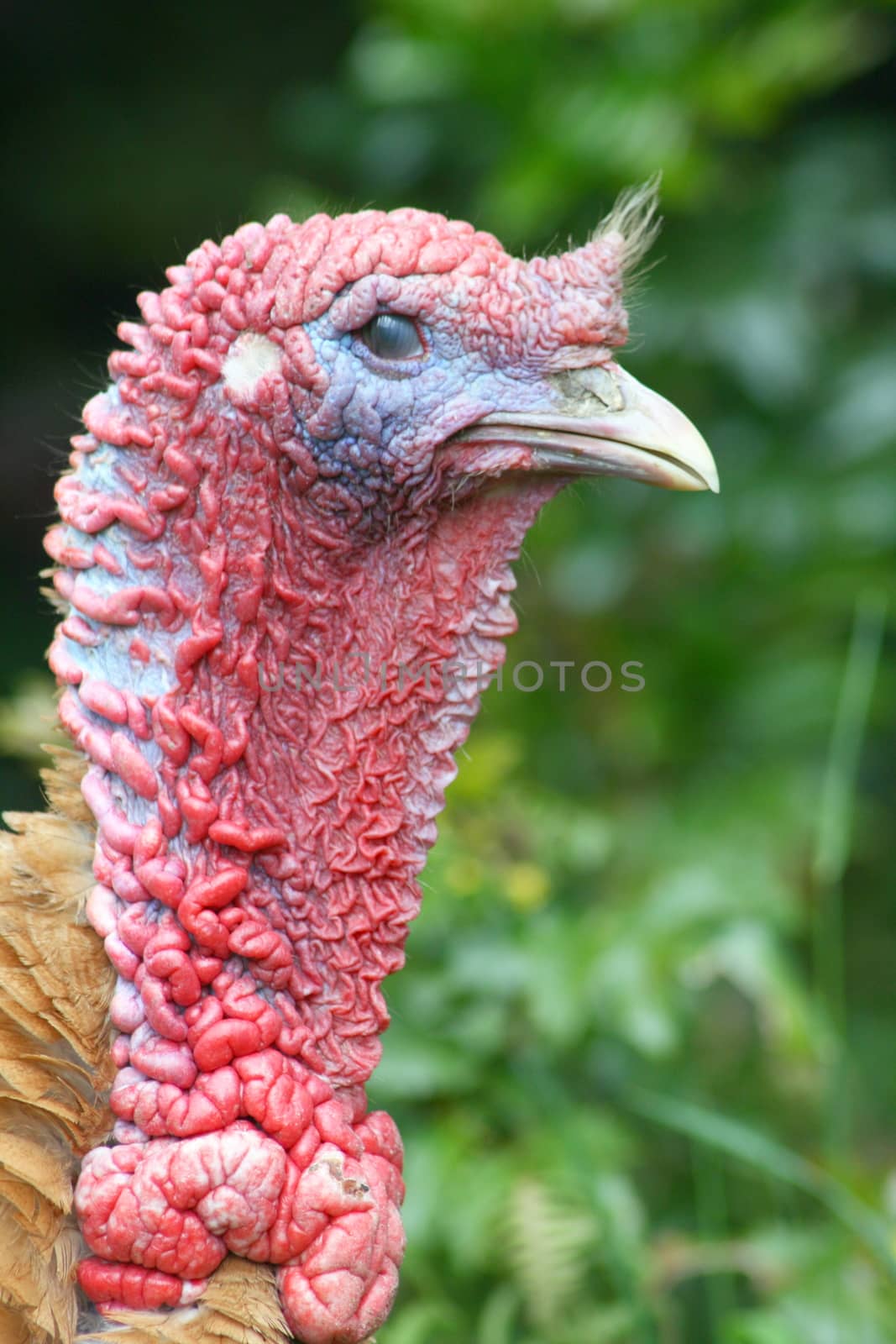 a portrait shot of a magnificent male turkey    eine Portraitaufnahme von einem imposanten m�nnlichen truthahn by hadot