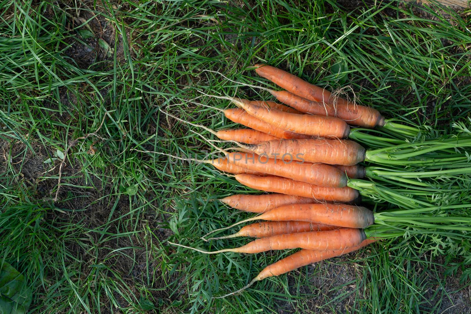 Bunch of fresh carrots with tops on the grass next to the garden bed, top veiw, copy space.