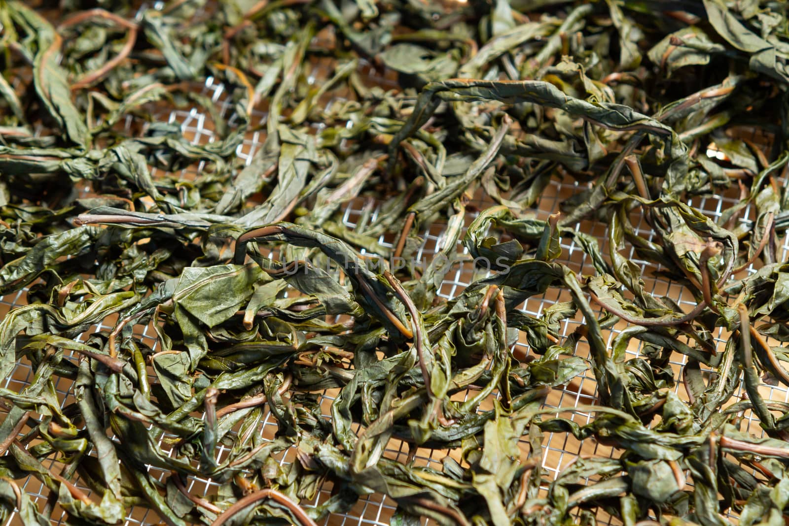 Process of making tea from blooming Sally known as Russian Ivan tea or Koporye tea, preparing leaves for fermentation, preparing leaves for drying.