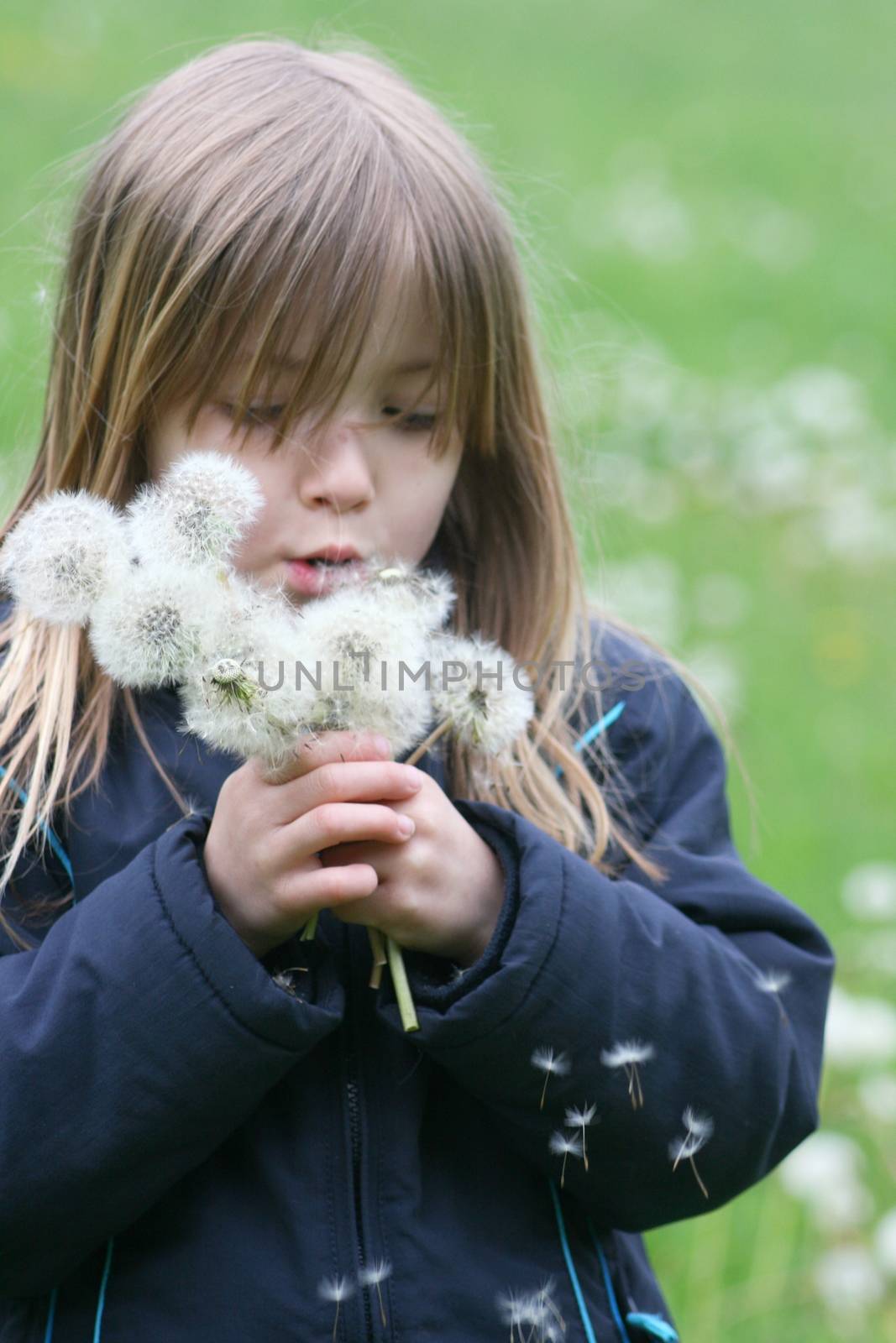 A blond girl with dandelions by hadot