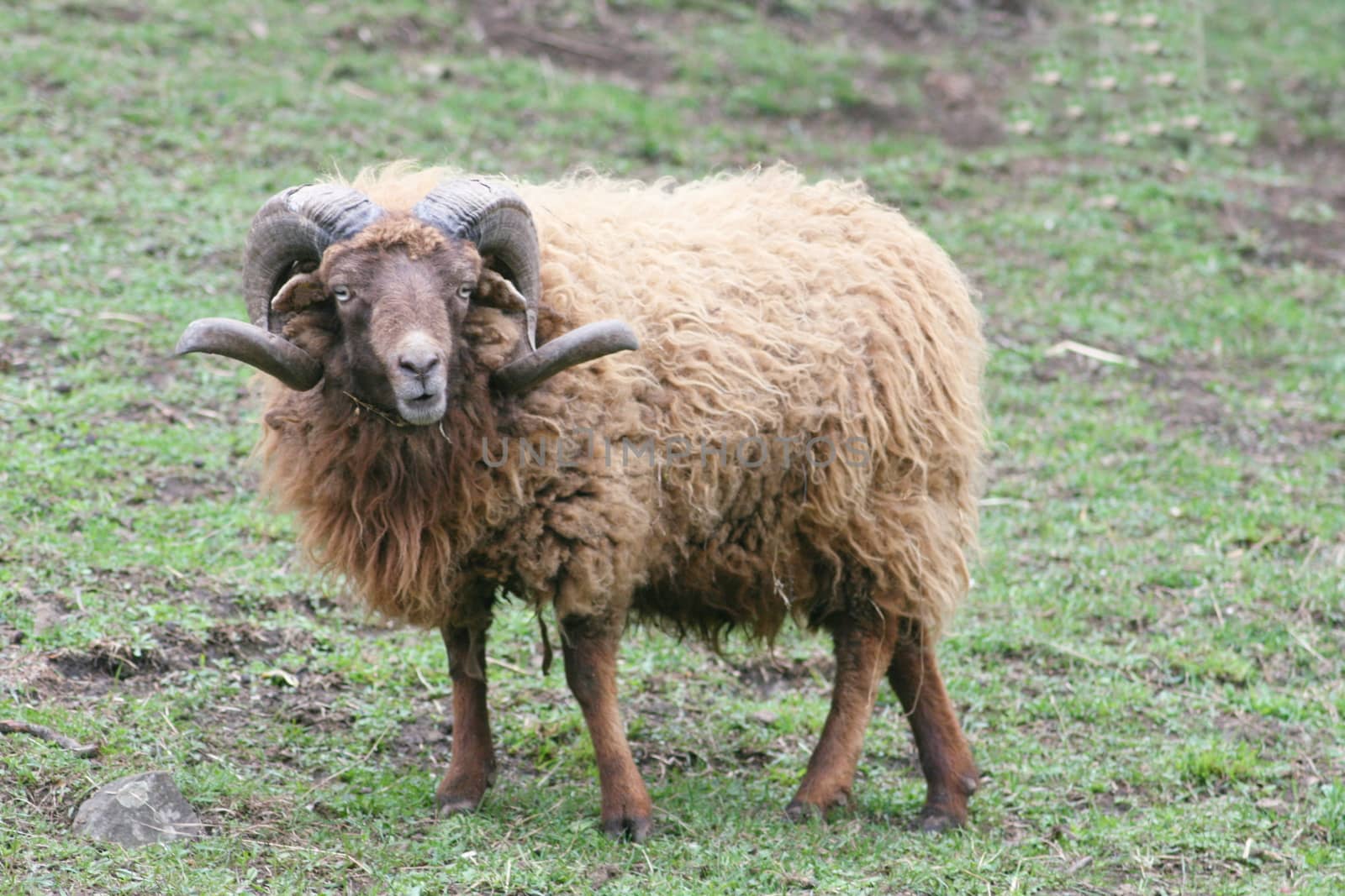 Beautiful rare breed of sheep ram Skudde (Ovis ammon f. Aries)  Sch�ner Widder der Seltenen Schafrasse Skudde,(Ovis ammon f. aries)