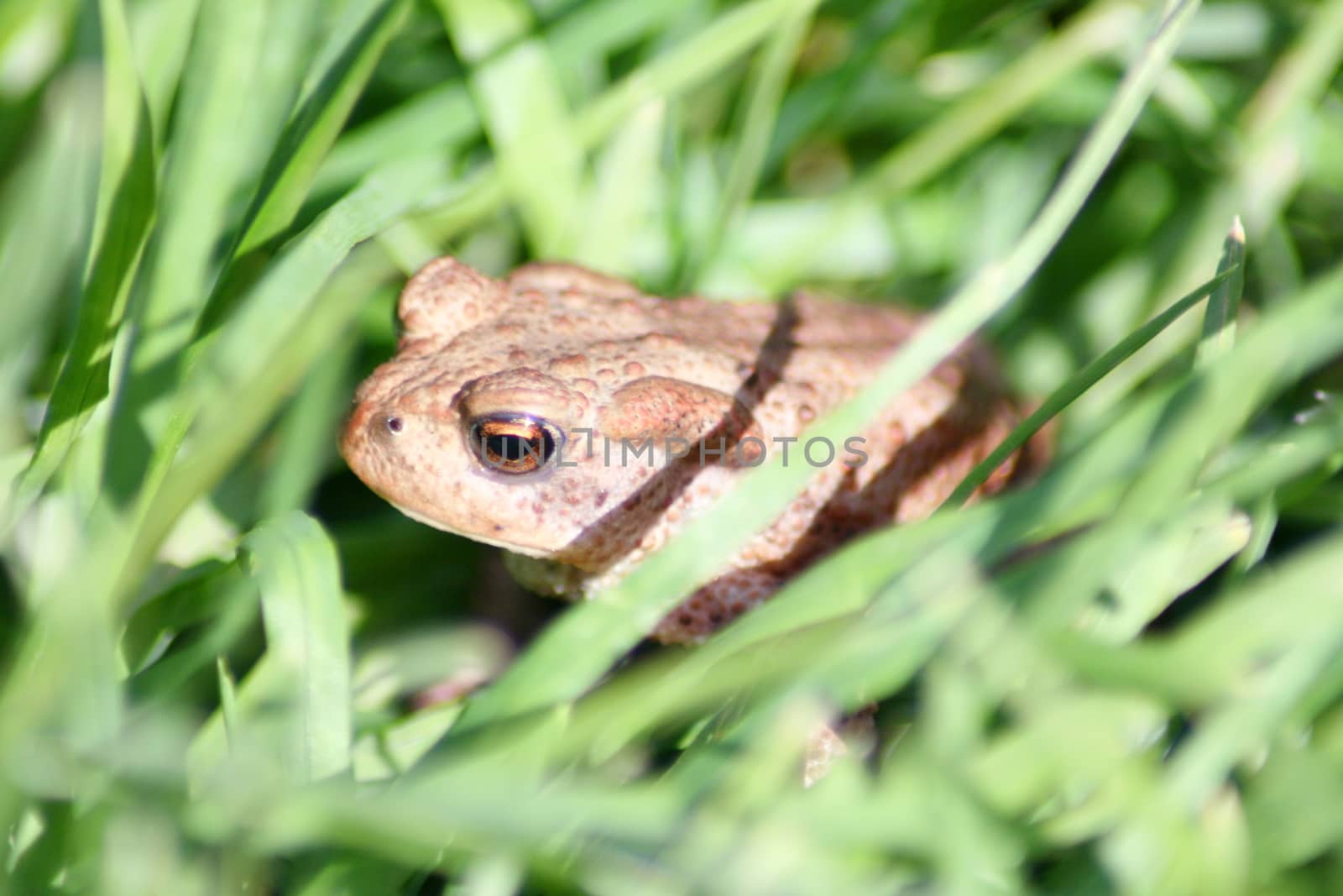 A small brown toad sitting in the grass  Eine kleine braune Kr�te sitzt im Gras