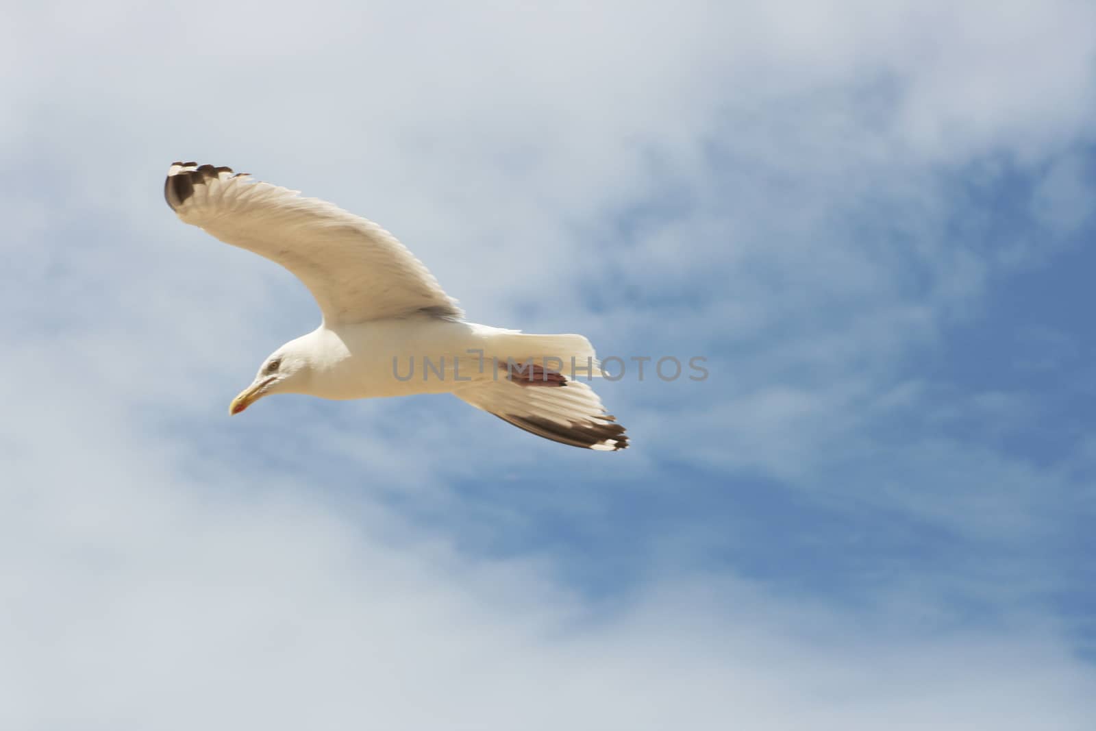 Close-up of a flying gull, with blue sky background  Nahaufnahme einer fliegenden Silberm�we,mit blauem Himmel im Hintergrunde Silberm�we  flying gull  (Larus argentatus)