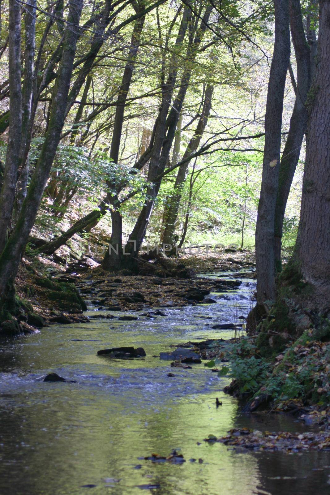 Autumn forest with a romantic creek     Herbstwald mit romantischem Bachlauf