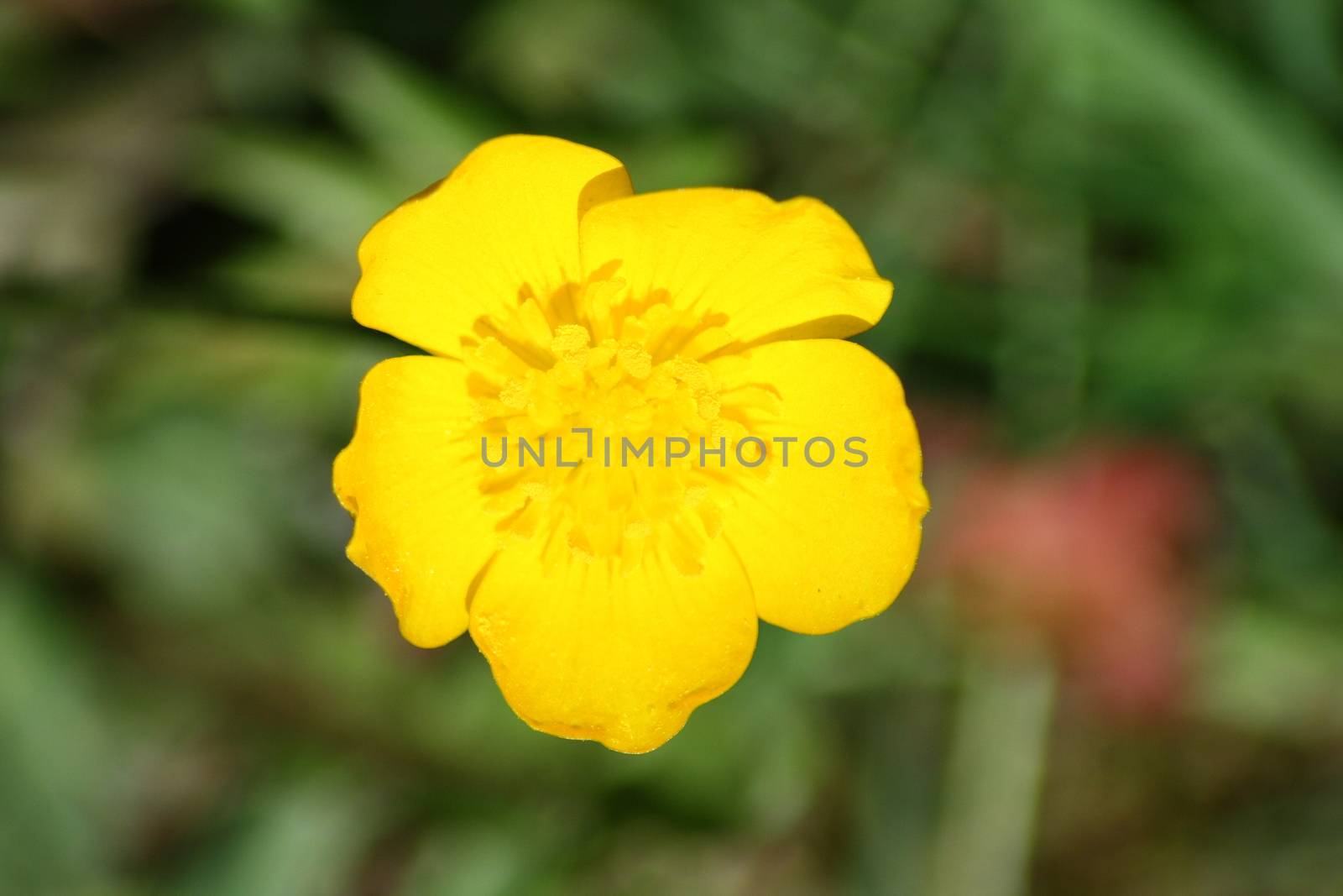 Close-up of a yellow-flowered buttercup "Caltha palustris"  Nahaufnahme einer gelb bl�henden Butterblume "Caltha palustris"