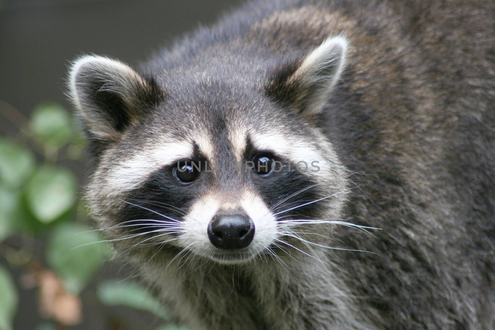 Close-up of a raccoon from the front  Nahaufnahme eines Waschb�ren von vorne