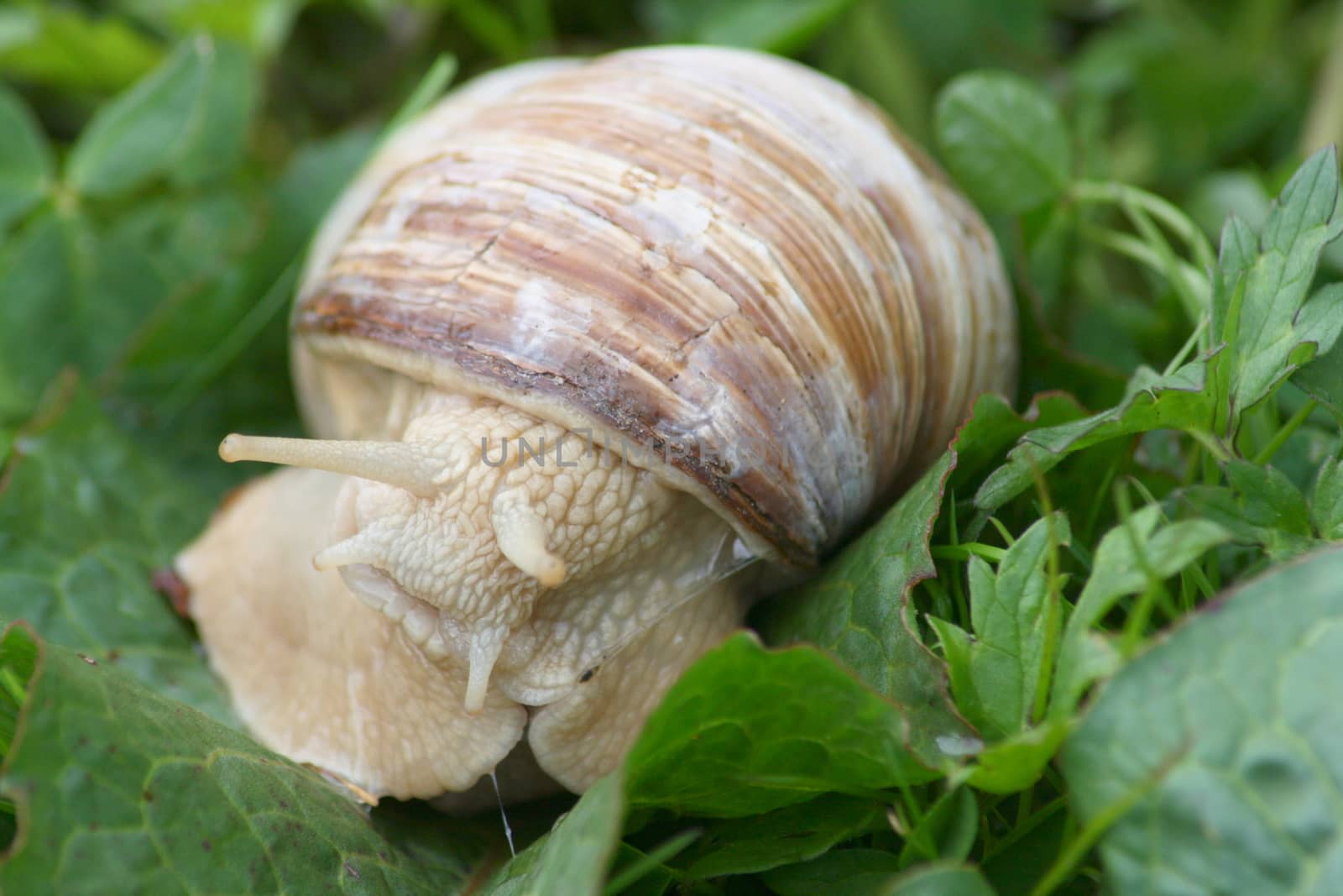 Close-up of a crawling snail (Helix pomatia)  Nahaufnahme einer kriechenden Weinbergschnecke,(Helix pomatia)