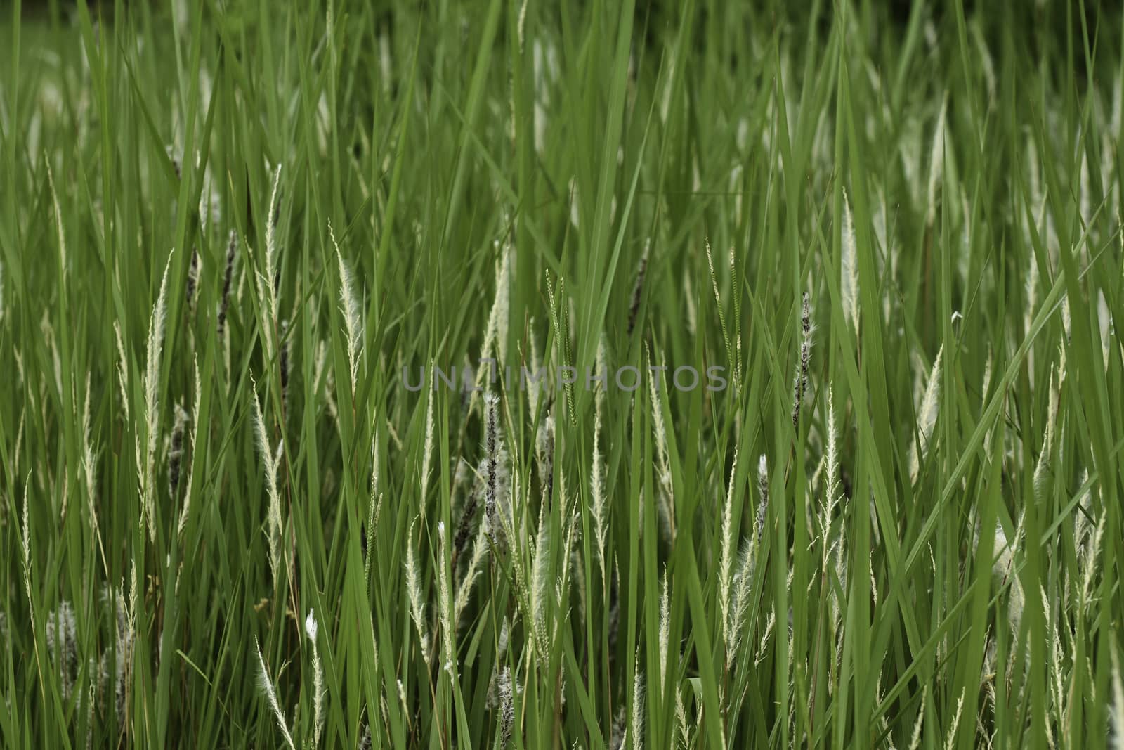 Natural Green Grassland Field Close-up Frame by jjvanginkel