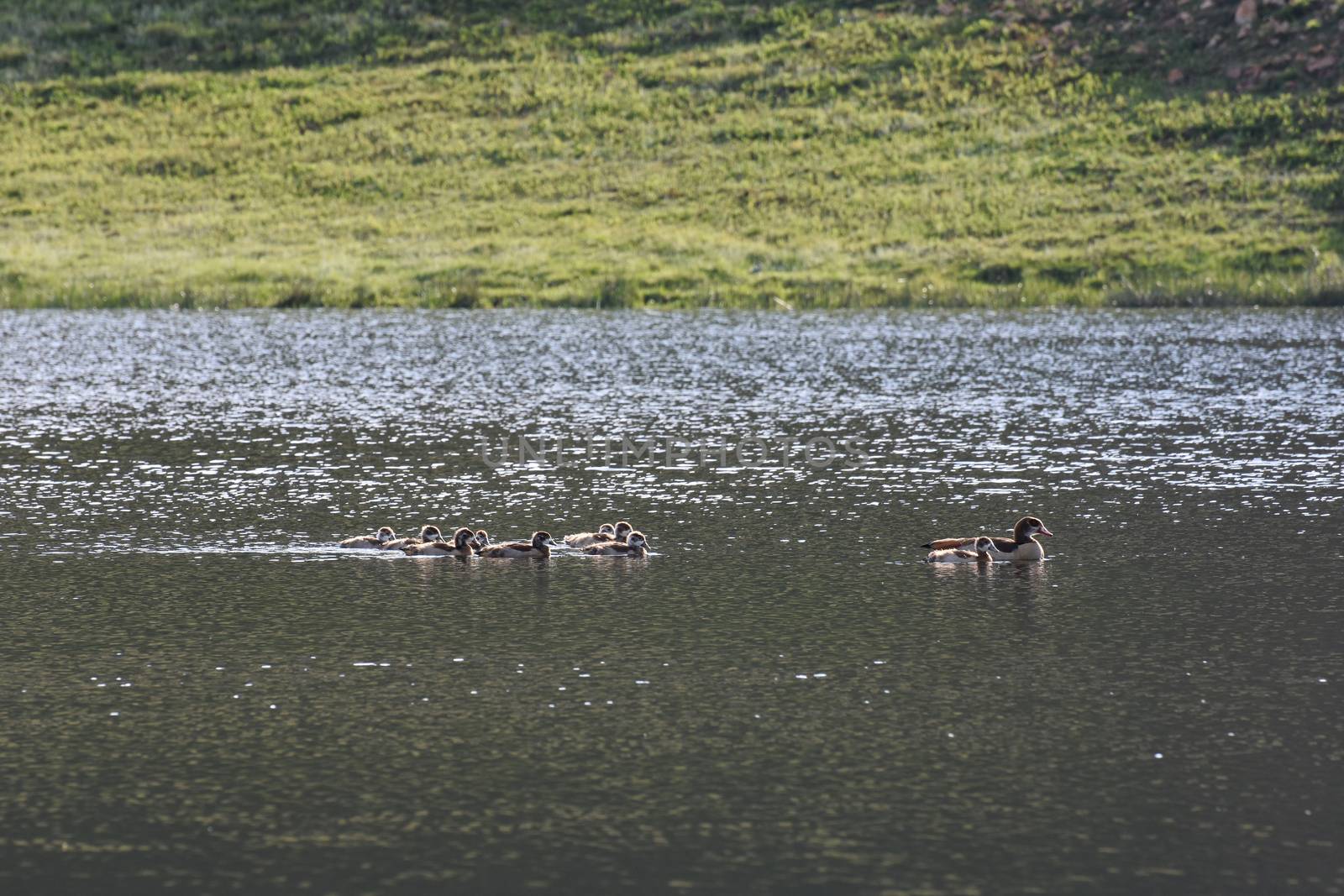 Freshwater lake scene with flock of egyptian geese at dawn (Alopochen aegyptiaca), Dullstroom, South Africa