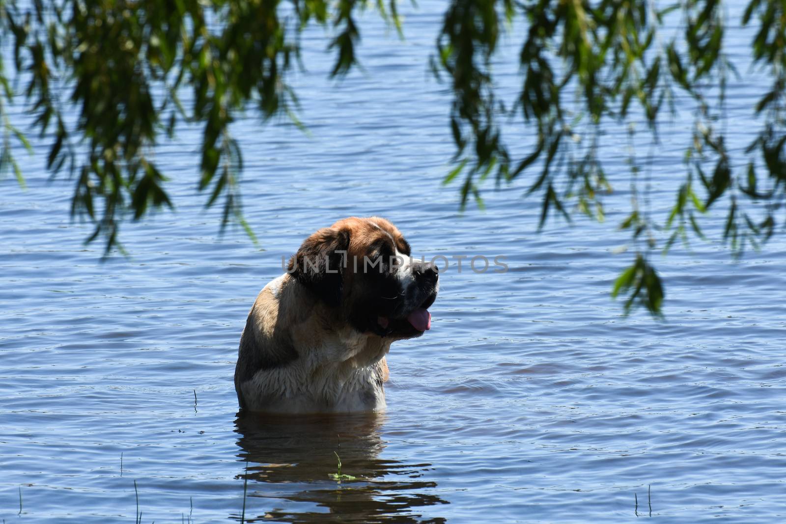 Saint Bernard Dog Swimming In A Lake by jjvanginkel