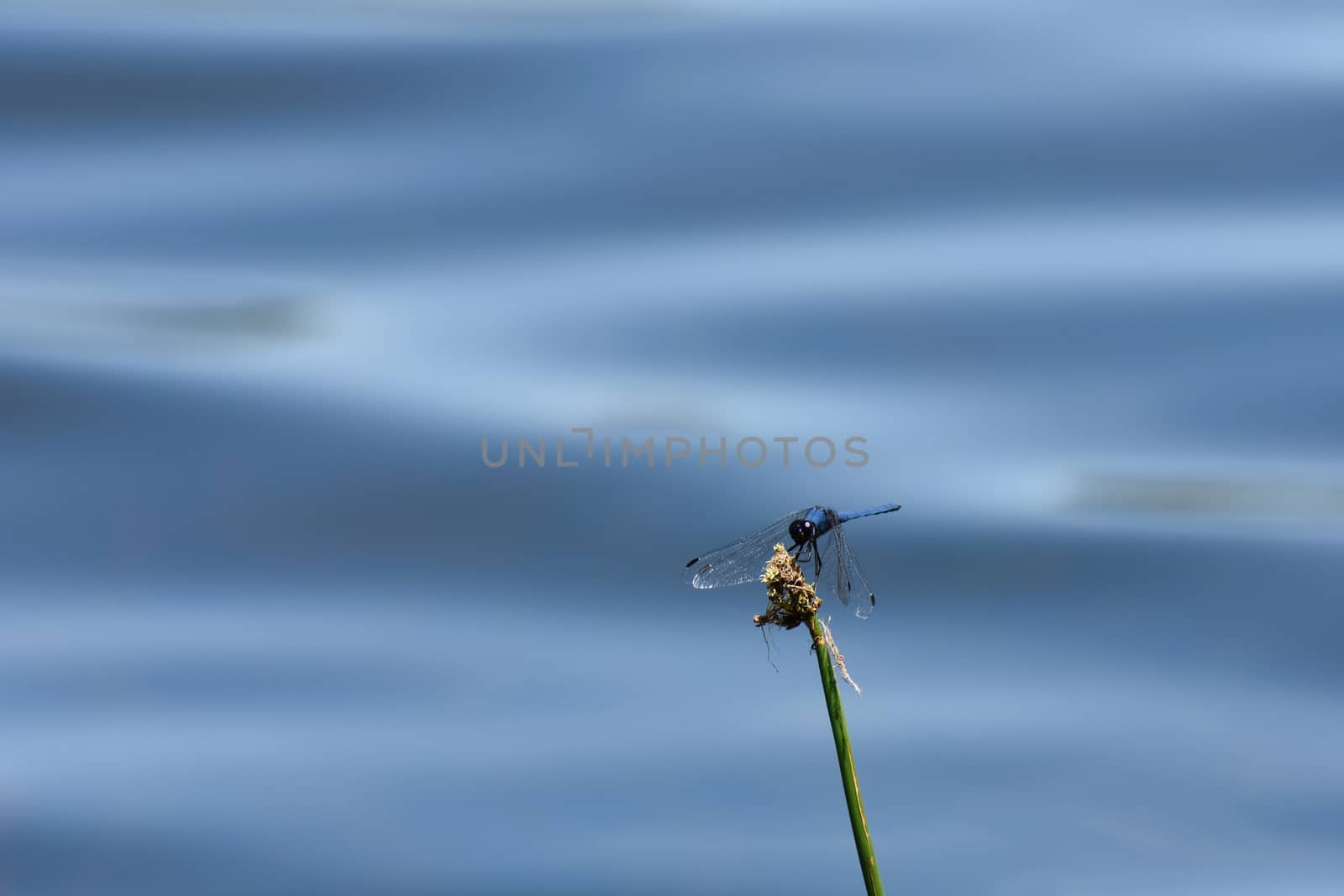 Dorsal Dropwing Dragonfly At Lake (Trithemis dorsalis) by jjvanginkel