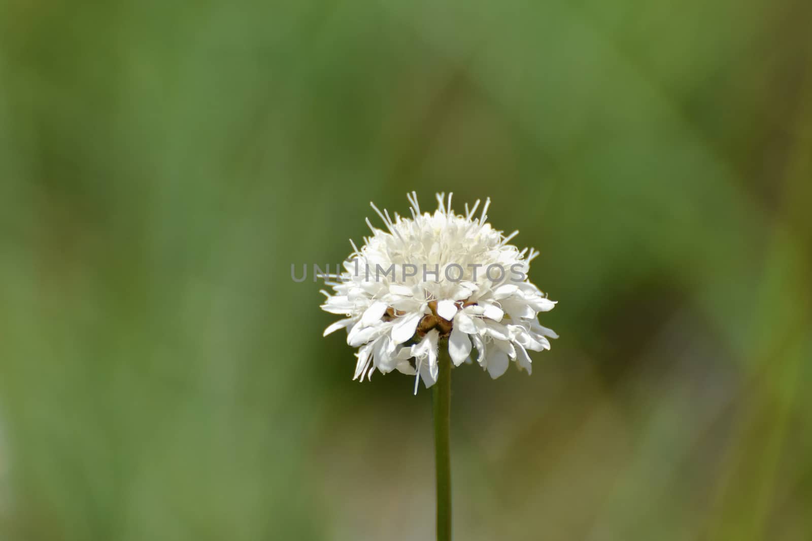 Wild Scabious Flower Head On Stem (Scabiosa columbaria) by jjvanginkel