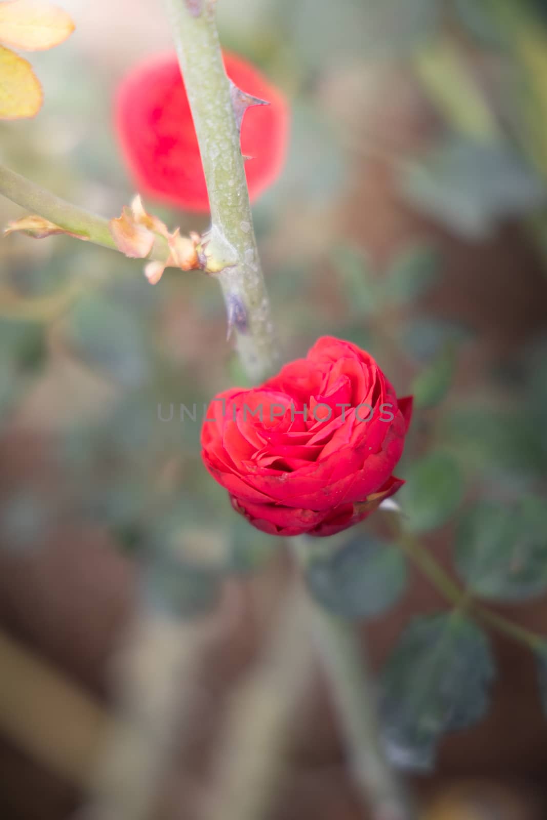 Roses in the garden  by teerawit