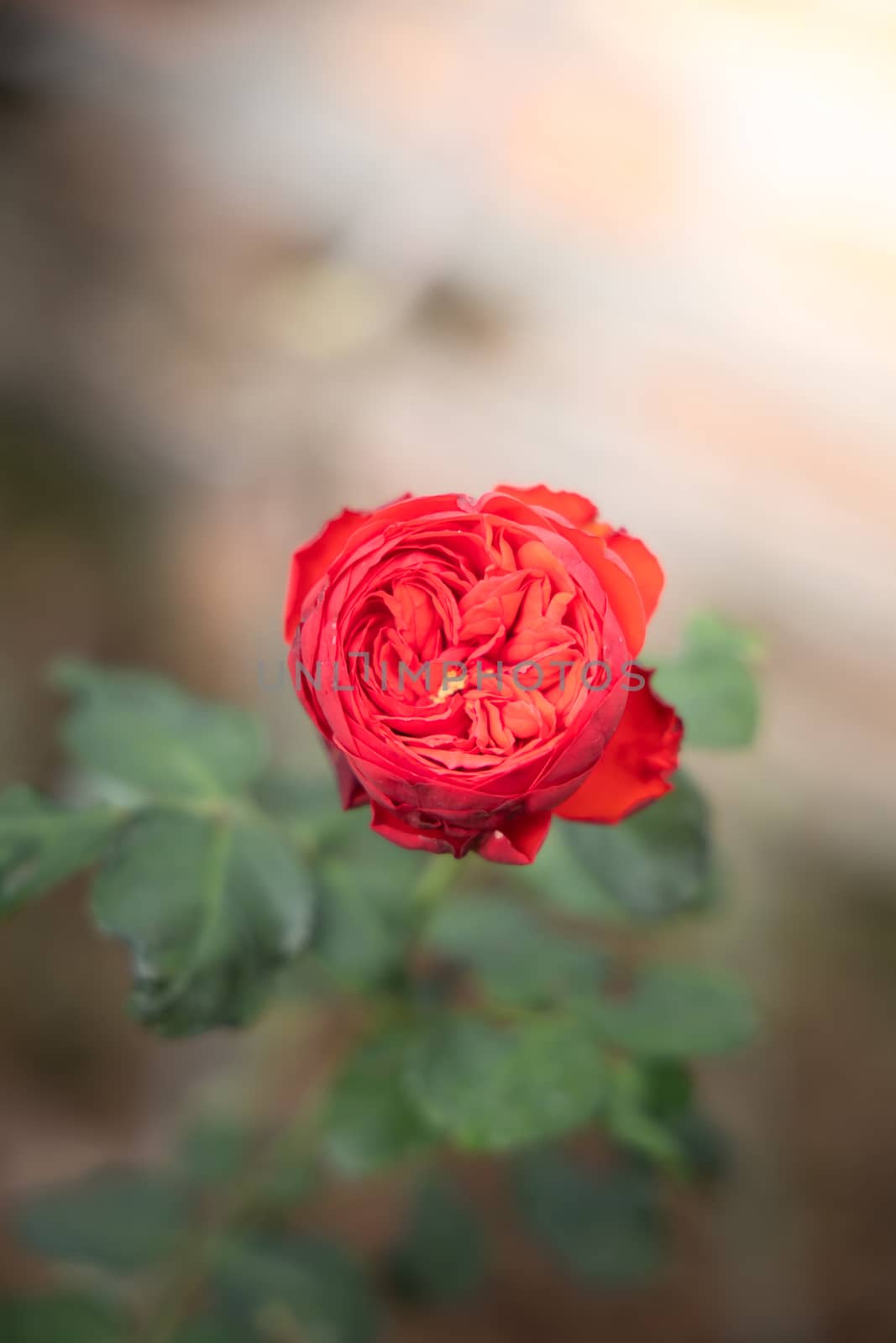 Roses in the garden, Roses are beautiful with a beautiful sunny day.