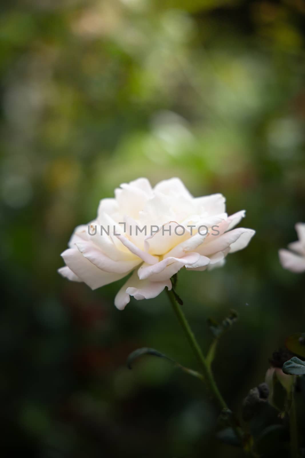 Roses in the garden, Roses are beautiful with a beautiful sunny day.