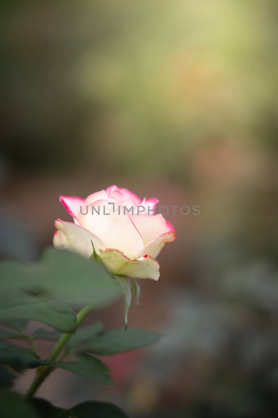 Roses in the garden, Roses are beautiful with a beautiful sunny day.