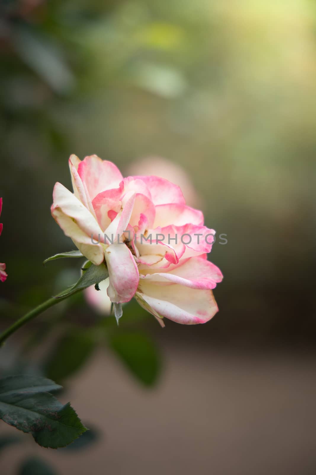 Roses in the garden, Roses are beautiful with a beautiful sunny day.