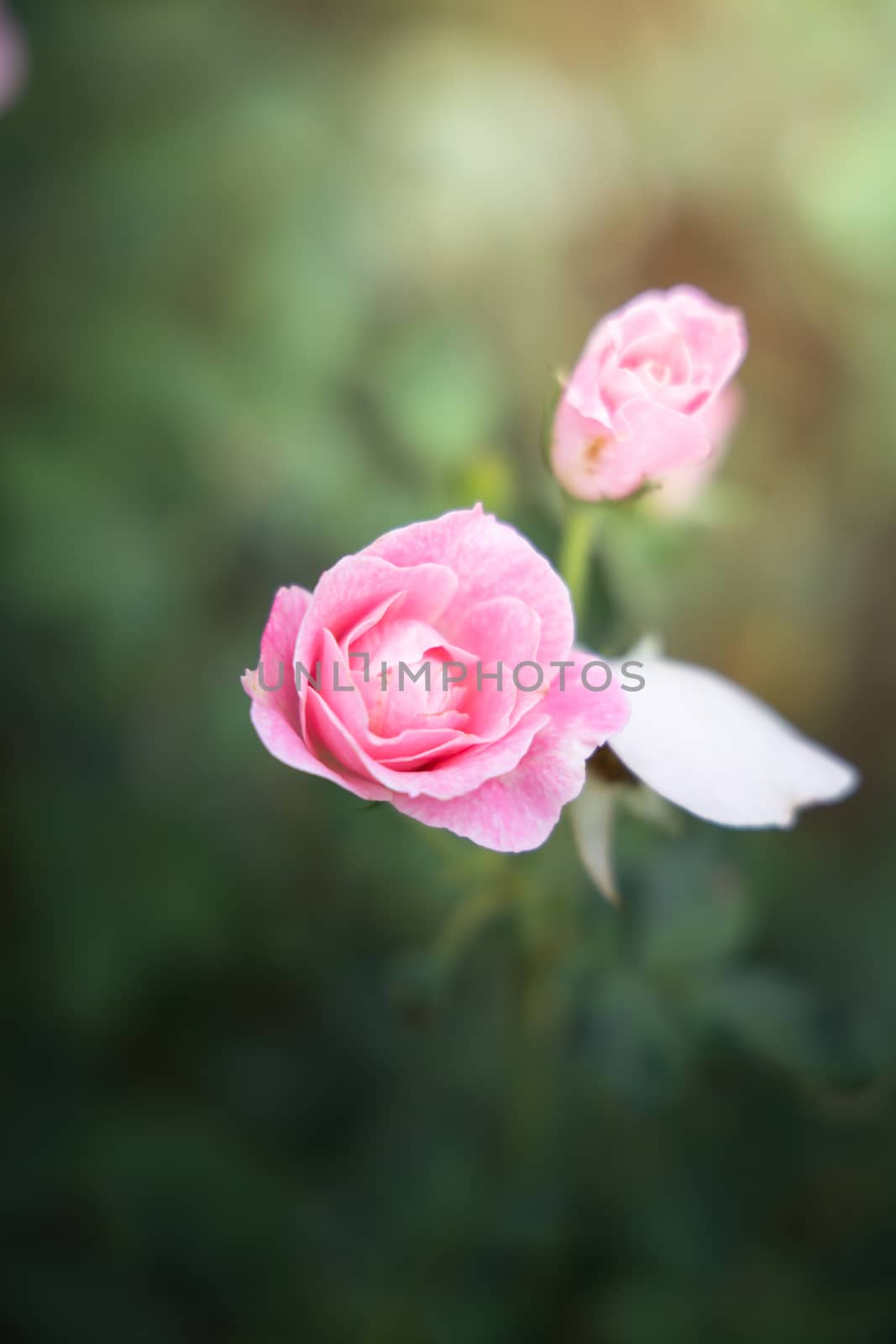 Roses in the garden, Roses are beautiful with a beautiful sunny day.