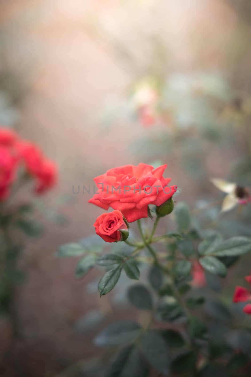 Roses in the garden, Roses are beautiful with a beautiful sunny day.