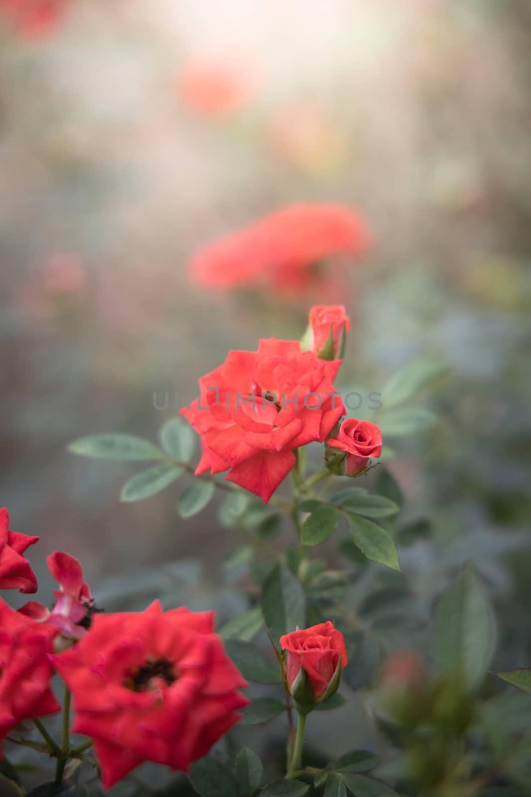 Roses in the garden  by teerawit