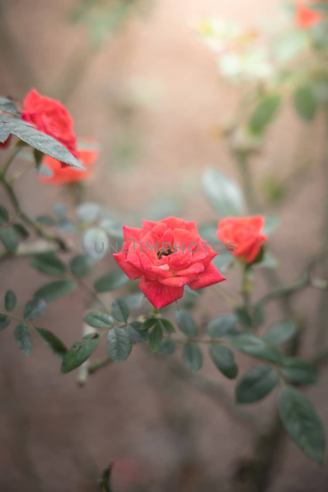 Roses in the garden, Roses are beautiful with a beautiful sunny day.